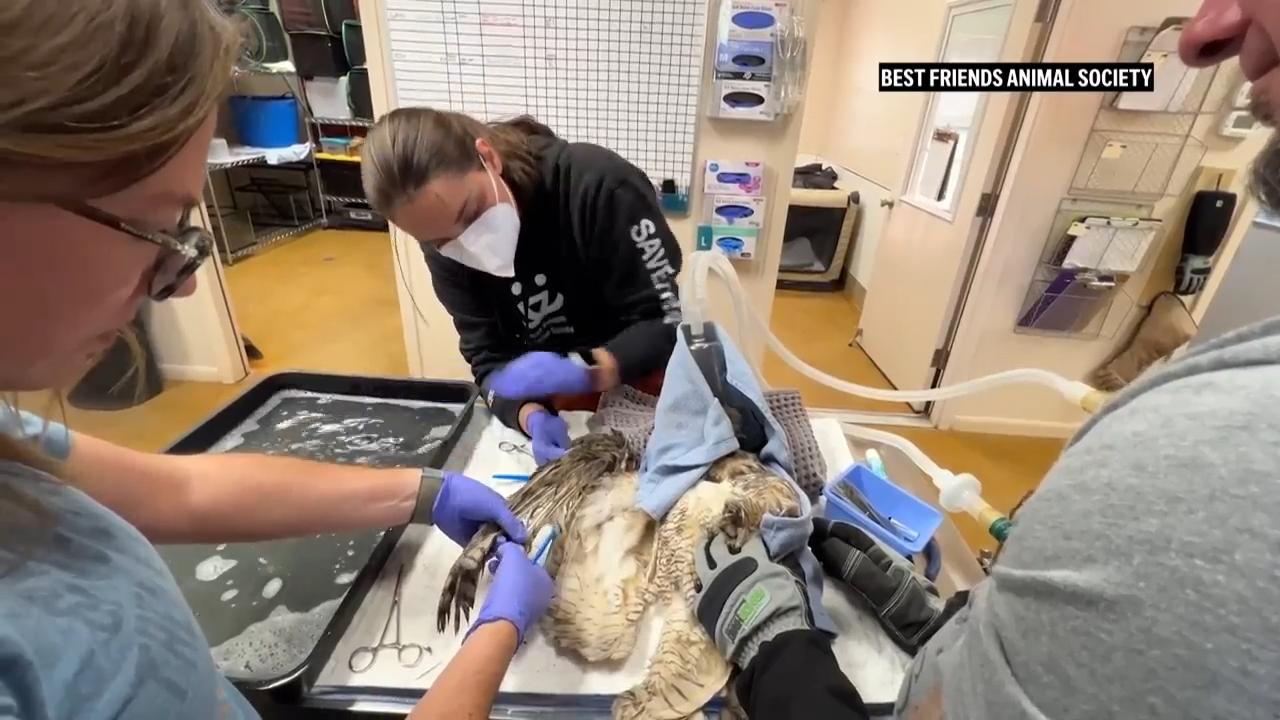 Great-horned owl recovering after falling into concrete mixer