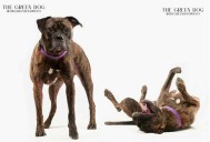 This Boxer Mix Was Found Alone On Route 17: Years Later, He Waits For Someone To Love Him