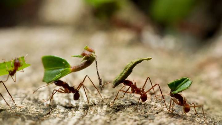 Sin químicos carísimos: el truco definitivo para mantener las hormigas bajo control en tu jardín