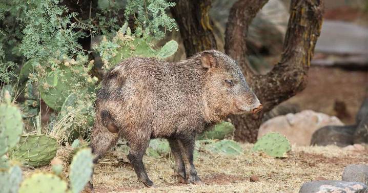 Javelina hits cyclist during El Tour de Tucson, rider unharmed