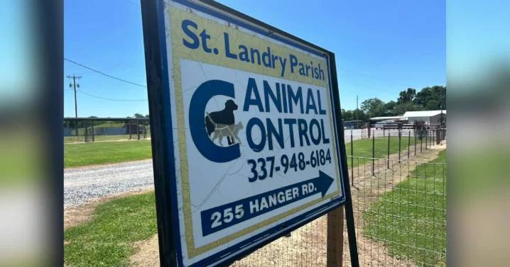 Confusion grows over who handles loose dog complaints in St. Landry Parish