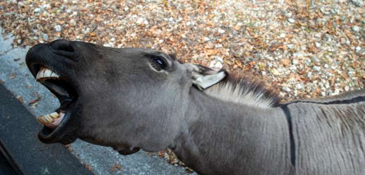 Tony Katz and the Morning News 2nd Hr 11/5/25: JMV talks about Colts big trade yesterday. Senator Jim Banks: A Mayor Mamdani is great news for states like Indiana. Tiffany & Co $75 gift card. Democrat