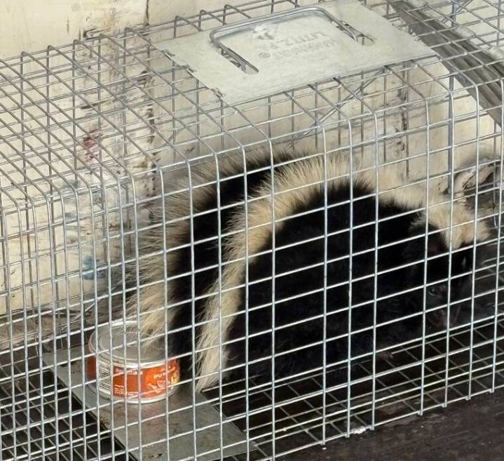 Live skunk nabbed at Hilo Harbor