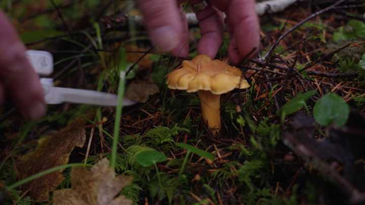 In fall, Oregon's forests offer up treasures in the form of golden chanterelles