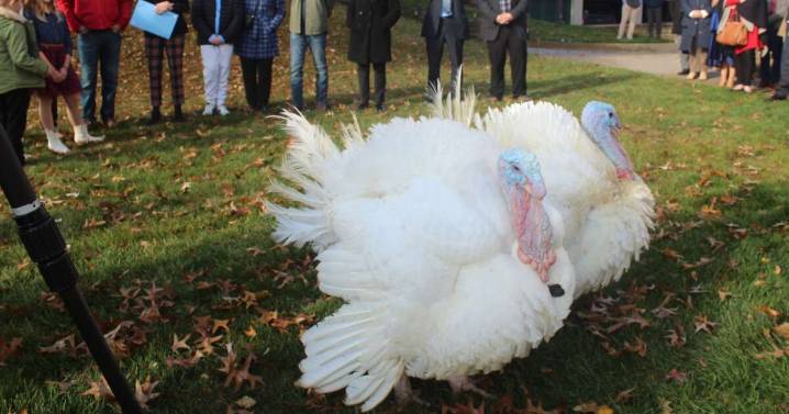 Photos: Pardoned Iowa turkeys headed for Eastern Iowa farm