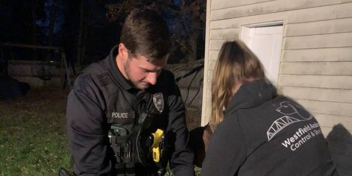 Westfield officers capture wooly fugitive