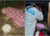 Indignación en redes: hombre habría matado a su perro por subirse a la cama