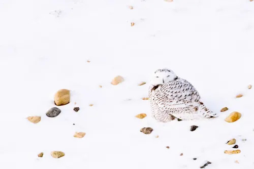Climate change creates 'poster child' for Canada's new wildlife report