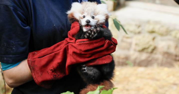 Edinburgh Zoo bosses renew call for ban on fireworks after death of animal