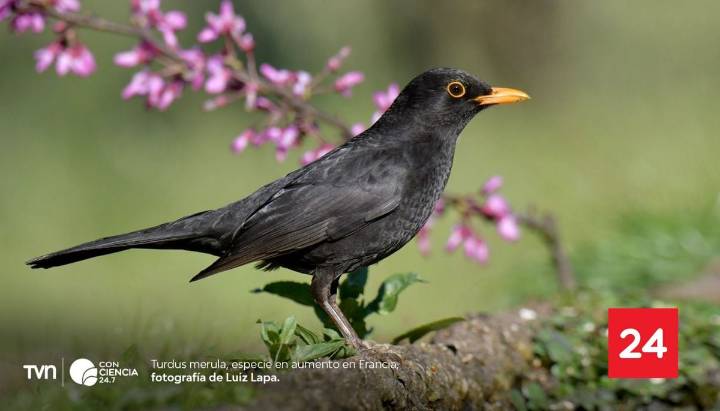 Las poblaciones de aves en Francia comienzan a recuperarse tras la prohibición de neonicotinoides