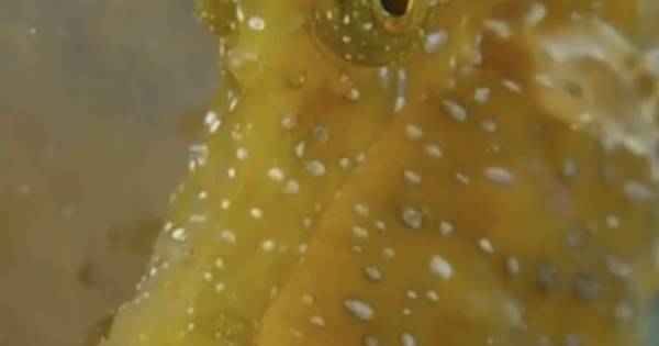 Fotografía para concienciar acerca de la preservación del Mar Balear