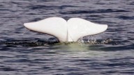 Nunavik hunters asked to delay beluga harvest as population estimate hits record low