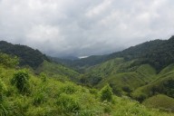 Big finance still funds deforestation, 10 years after Paris pact