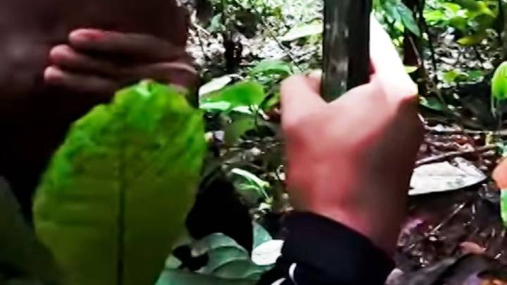 13-year search for rare flower ends in tears of joy