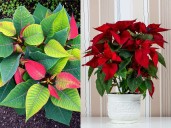 ¿Cómo hacer que florezcan las nochebuenas del año pasado?