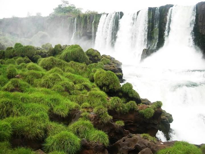 Descubren cómo sobrevive una planta endémica de las Cataratas del Iguazú
