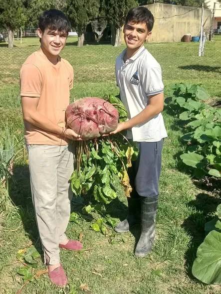 COSECHARON UNA REMOLACHA DE CASI 12 KILOS EN UNA ESCUELA DE ALDEA SAN ISIDRO