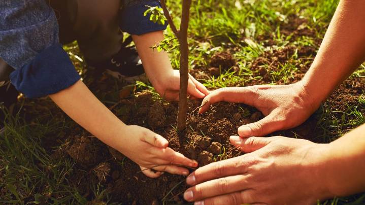 Columbia chosen for new Trees4SC! community forest initiative