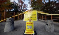 Los ataques de osos en Japón alcanzan un récord en 5 años con 196 heridos y 13 muertos