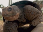 A los 141 años murió Gramma, la tortuga que vivió las dos guerras mundiales