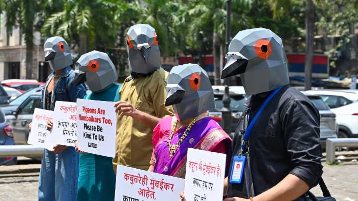 Pigeon feeding ban in Mumbai sparks religious and caste backlash : State of the World from NPR : NPR
