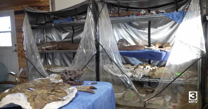 Montana rancher begins to excavate possible record