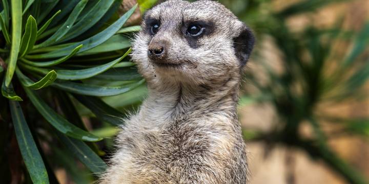 El microbioma de los suricatas depende más del grupo que de la genética