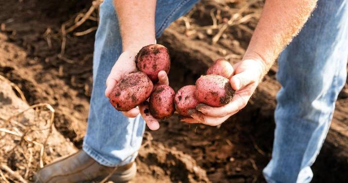 Here are Montana-grown ingredients to add to your Thanksgiving dinner shopping list