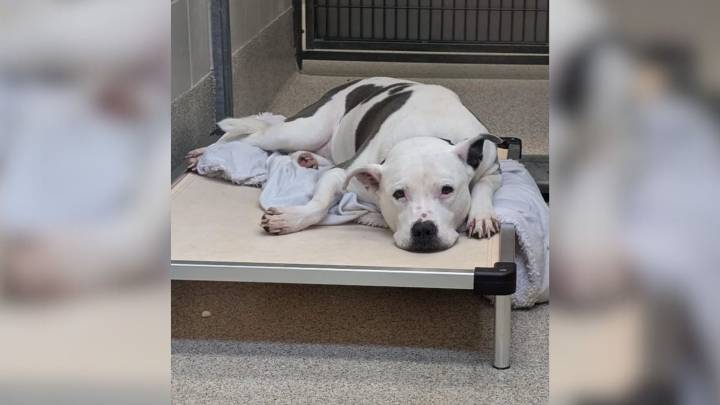 Nebraska Shelter Dog Faces Uncertain Future Until One Woman Gives Her A Reason To Hope