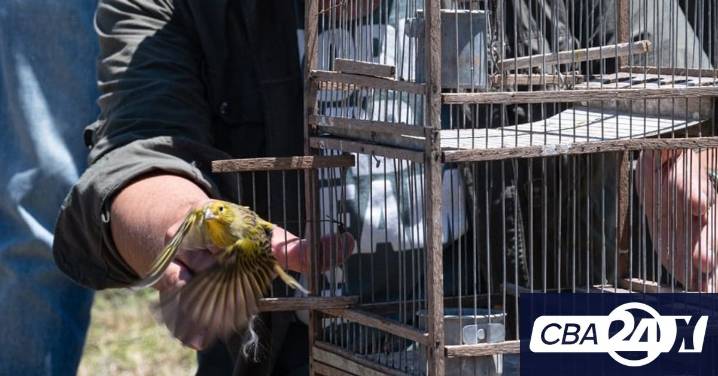Liberaron 40 aves y un gato montés en Altos de Chipión tras su rehabilitación