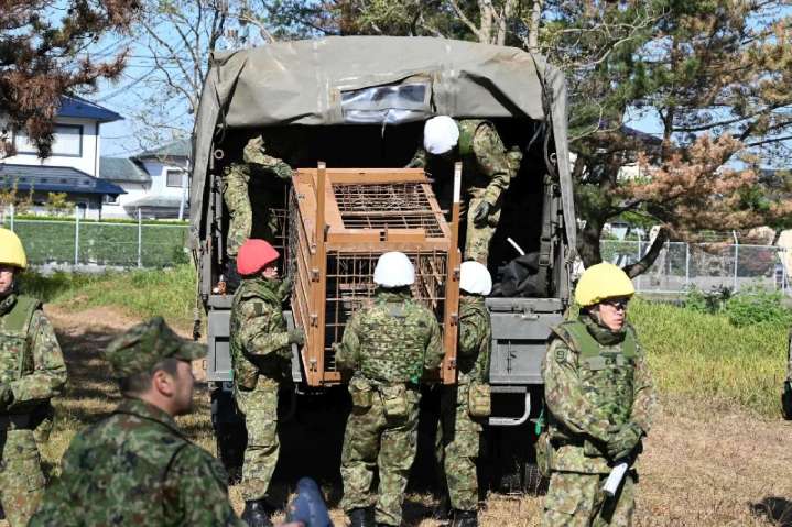 Japón envía soldados para contener ataques de osos en el norte del país