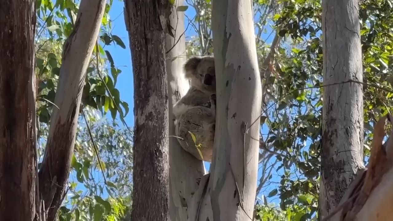 A national park in Sydney is created to protect chlamydia