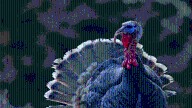 Mississippi governor to pardon turkey ahead of Thanksgiving but needs help naming it