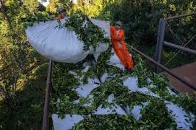 Otro golpe desregulador: el Gobierno le prohibió al Instituto de la Yerba Mate intervenir en el mercado y fijar precios