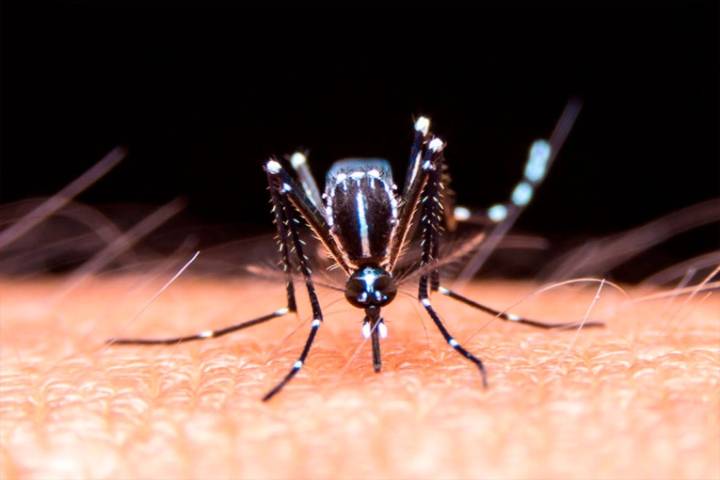 Realizaron un bloqueo sanitario por posible caso de dengue en La Paz