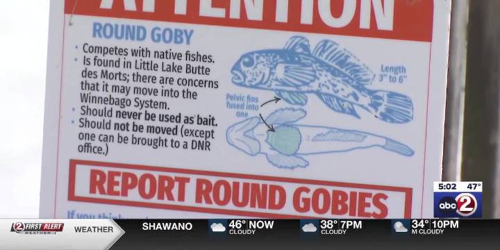 Wisconsin DNR provides update on round goby mitigation efforts