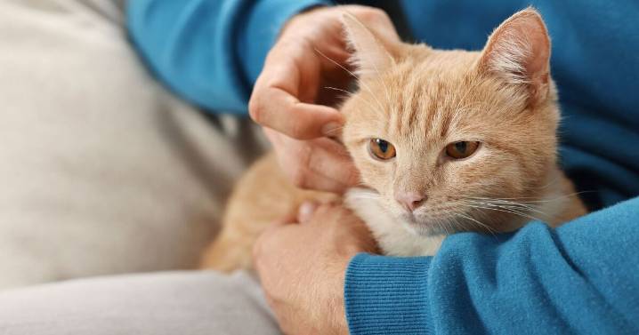 Pet owners save £75 off 'life-changing' robot cat litter box