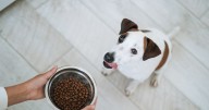 Pet nutritionist advises how your dog can ‘live two years longer’