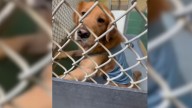 New York Couple’s Heartwarming 3-Year Journey To Adopt A Golden Retriever Finally Pays Off
