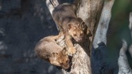 What in the world is a fossa? The San Diego Zoo now has three more