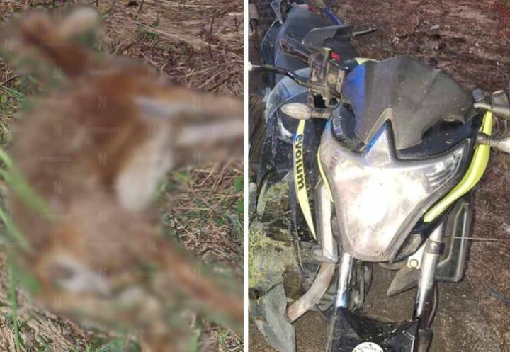 Motociclista termina lesionado tras atropellar a un venado en carretera de Chetumal