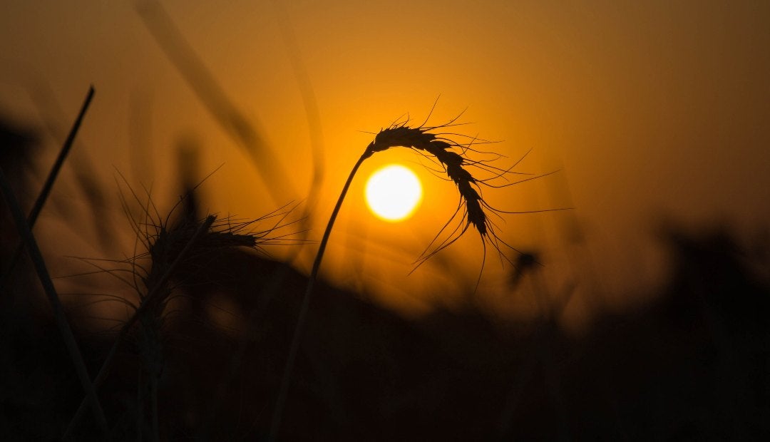 Calificaciones de cultivos franceses de trigo y cebada caen, agricultores cierran siembra