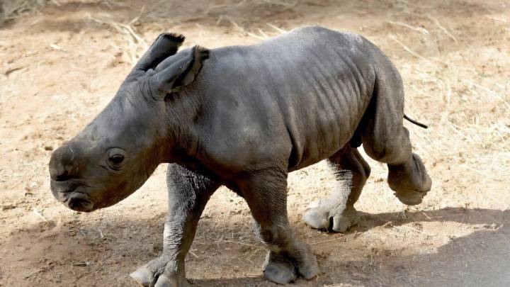 Nace en Valencia la cría de una especie rara y amenazada de rinoceronte