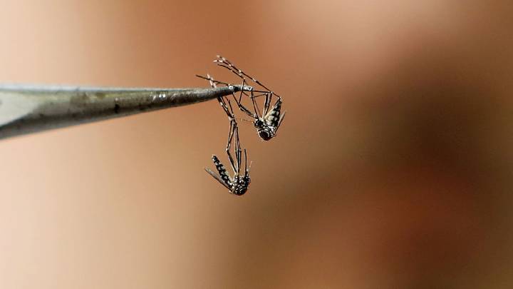 Avanza la vacunación contra el dengue en la Provincia, que no registra brotes