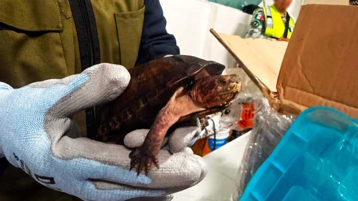 Profepa Denuncia Ante FGR Caso de Tráfico de 774 Tortugas en Aeropuerto de Tijuana