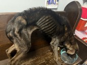 Police investigate after emaciated dog abandoned in East Liverpool