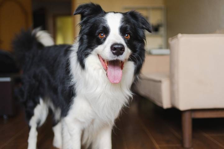 The Best Dehydrated Dog Foods for Border Collies
