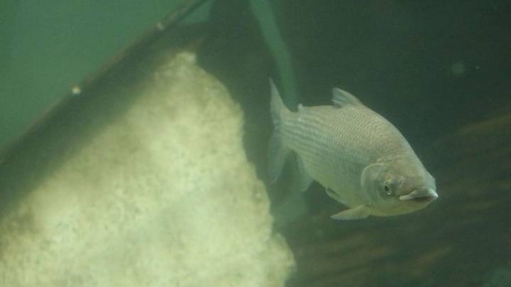 Ratifican que la suspensión de la exportación de peces de río no prohíbe la pesca ni comercialización interna