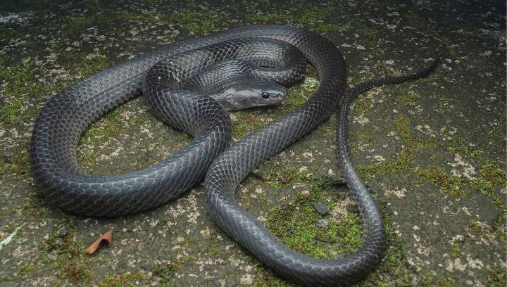 New Shiny Black Wolf Snake Species Discovered In Nicobar Islands Is Named After Steve Irwin
