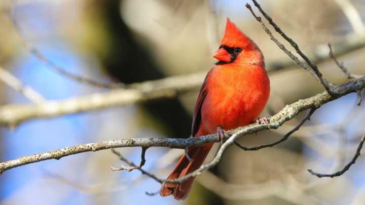 The Cardinal-Loving Winter Tree With Plenty Of Color And Beautiful Spring Blooms